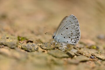 Butterfly larvae from the Taiwan ( Acytolepsis puspa myla.)Indigo Grey Butterfly). 