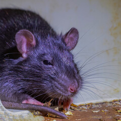 gray rat close up portrait of a cute and fluffy pet with long mustache and big ears