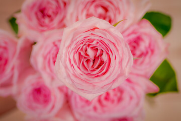 Close up shot of a bouquet of Pink Ohara roses variety, studio shot, pink flowers