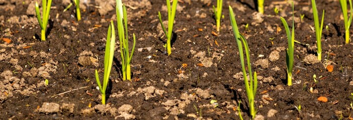 Seedlings in the soil on a garden bed