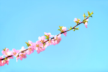 the plum trees bloom, Peach blossoms in bloom