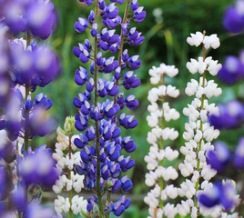 Blooming lupins and fresh air in the valley on the hills.