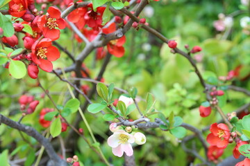 赤と白のボケの花