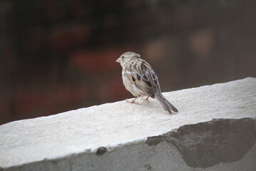 sparrow on the roof