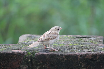 sparrow on the ground