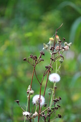 wild flowers in the forest