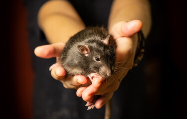 gray funny rat fluffy and big cute in hands closeup