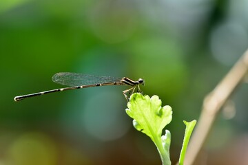 Dragonfly (Pseudocopera ciliata) in the Taiwan.