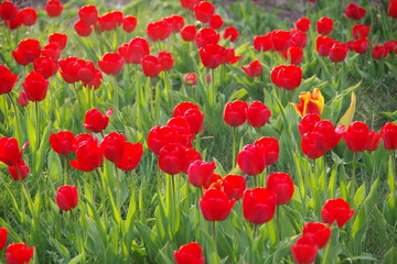 Fototapeta na wymiar Red tulips grow in the flowerbed