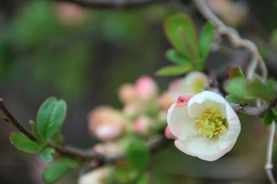 白いボケの花