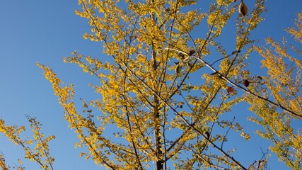 Parks in Osaka with autumn foliage
