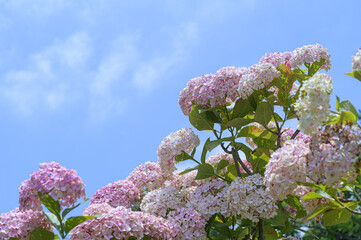 colorful hydrangeas blooming in spring and summer.