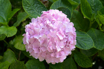 colorful hydrangeas blooming in spring and summer.