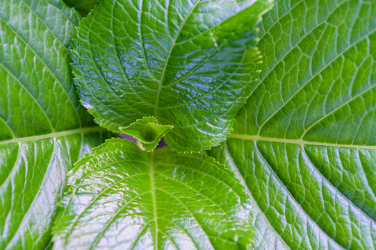 Observe The Green Leaf Shape Of Hydrangeas Closely