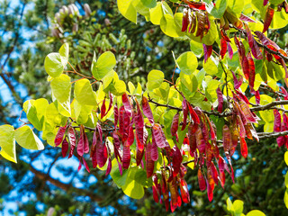 Cercis siliquastrum |  Arbre de Judée ou Gainier aux fines gousses brun-rouge, plates, pendantes...