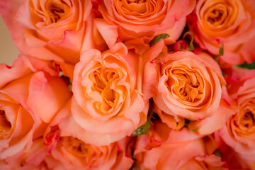 Close up macro of peach Shimmer roses variety, studio shot.