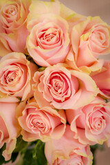 Close up of a bouquet of Pink Mondial roses variety, studio shot, pink flowers