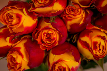 Women hand holding a bouquet of Silantoi roses variety, studio shot.
