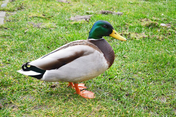 duck on a green grass