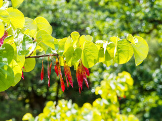 Cercis siliquastrum |  Arbre de Judée ou Gainier aux fines gousses brun-rouge, plates, pendantes...