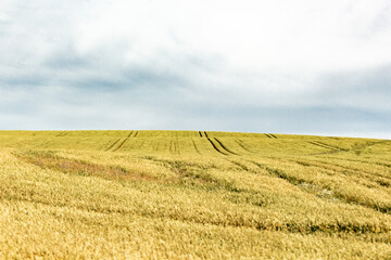 Fototapeta premium Kornfeld