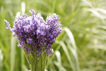 Close up of lavender in garden.