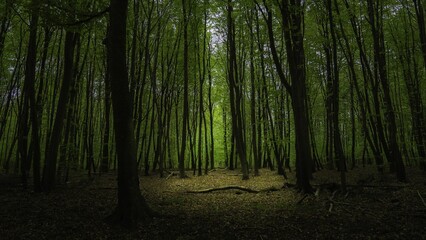 Naklejka premium Dark green forest