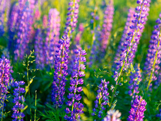 Field of lupins in the meadow. Soft light on the main subject. Blurred background.