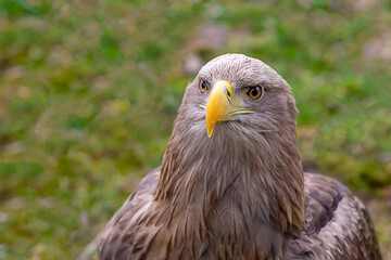 ferocious eagle with brown plumage and yellow beak portrait wild bird