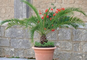 Big green palm in decorative pot and stone wall with flowers