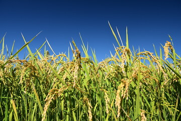 Ear of rice and blue sky.