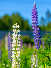 Two lupins on a background of green grass