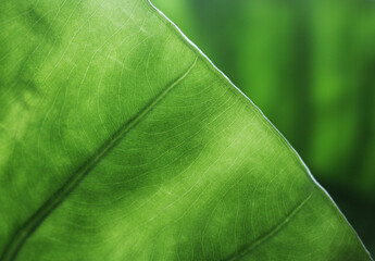Green palm leaf, close up