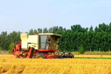 Fototapeta premium combine harvester working on a wheat field