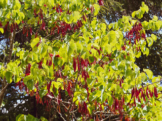 Cercis siliquastrum |  Arbre de Judée ou Gainier aux fines gousses brun-rouge, plates, pendantes...