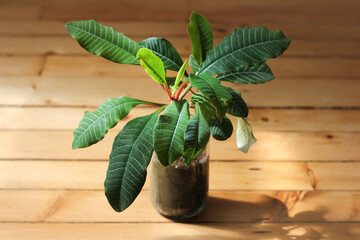House plant in a glass jar on wooden background