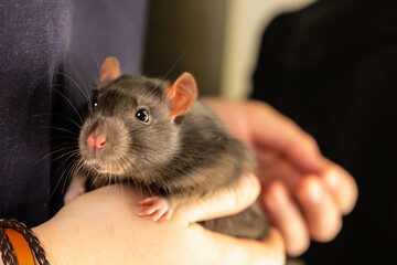 cute black rat with big eyes sits in the hands of a woman