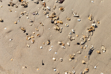 Dead coral reef seashell on the beach, environmental concept, summer outdoor day light