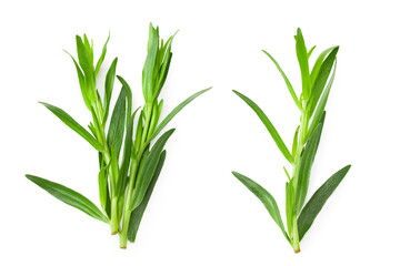 Tarragon leaves isolated on white background. Artemisia dracunculus. top view