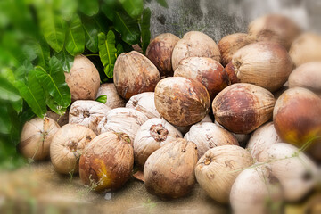 heap coconut pattern tropical background with blur edges closeup