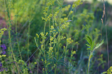 green grass on the field