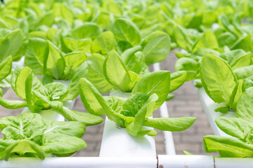 Lettuce growing in hydroponic farming, new agriculture technology, organic vegetable farming