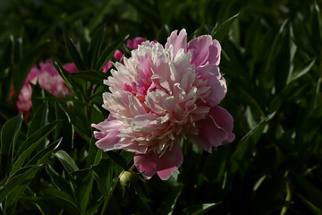 pink peony flower