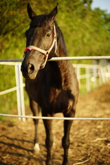 Portrait of a bay horse grazes in a corral, sunny summer day.
