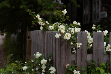 Old gray wooden fence with dogrose or rosa canina white flowers