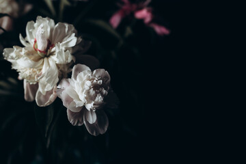 Naklejka na ściany i meble Beautiful delicate peonies on a dark background, blooming flowers, March 8, mother's day, birthday present