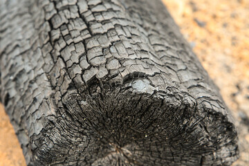 log wooden large carbonized coal forest fire consequences disaster close-up