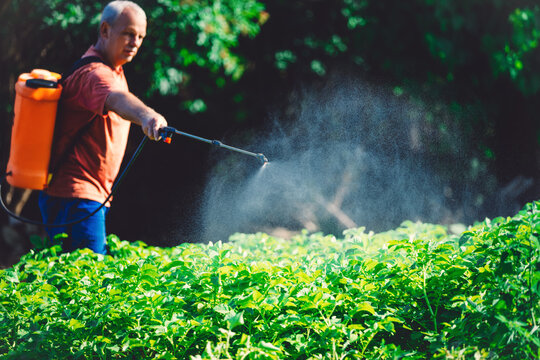 Farmer spraying pesticide over crops in a vegetable garden