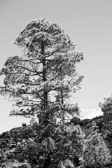 calm mountain landscape around Teide on the Spanish Canary Island Tenerife