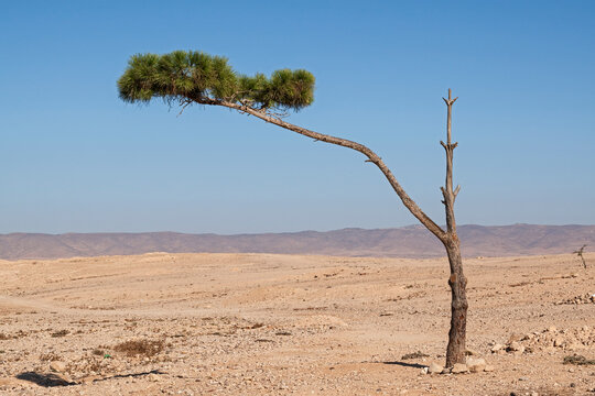 a small aleppo pine tree clings to life in an abandoned section of Arad in the negev desert in Israel with the Hevron Hills in the background